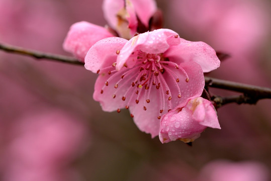 玫红色桃花 赤叶寿粉