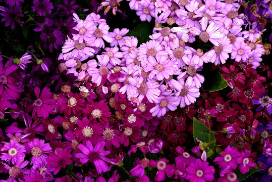 瓜叶菊 粉紫色菊花