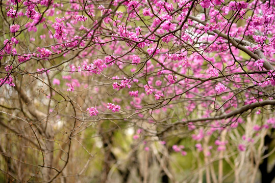 紫荆花花丛