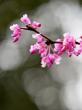 紫荆花花束