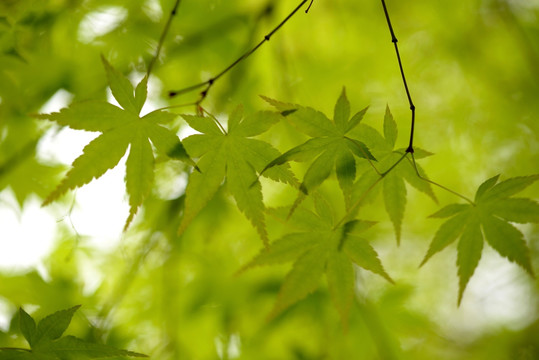 鸡爪槭 绿色嫩叶