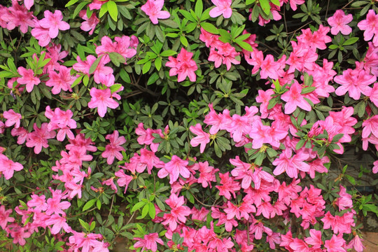 花丛
