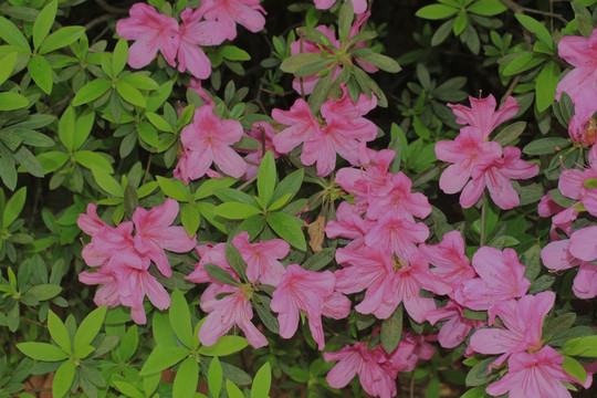 杜鹃花
