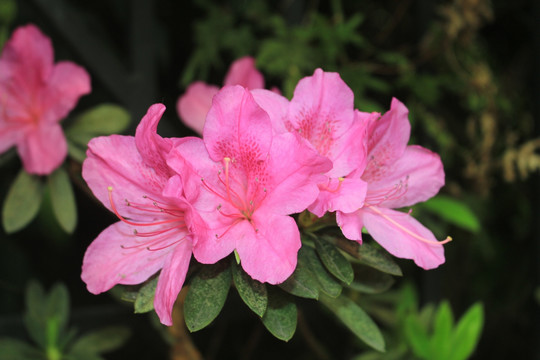 杜鹃花