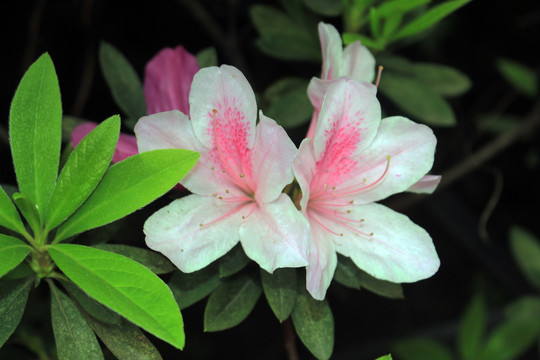 杜鹃花