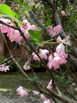 春天桃花摄影高清图