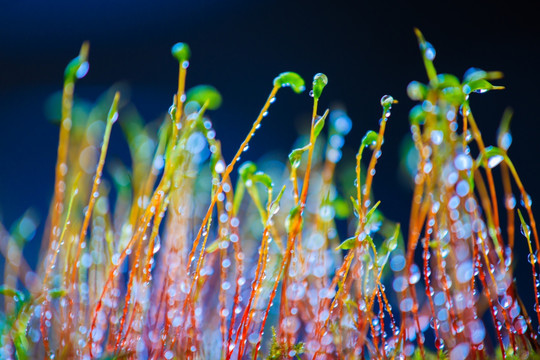 苔藓植物