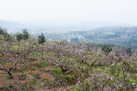 桃花山