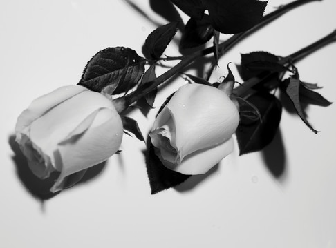 玫瑰 黑白