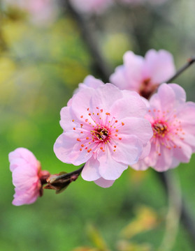 一朵桃花