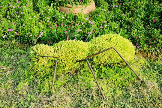 蚂蚁造型植物园艺