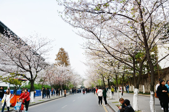 樱花路