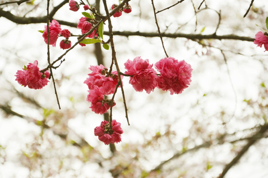 樱花挂枝头