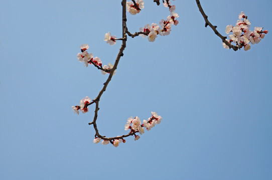 北京天坛公园的杏花