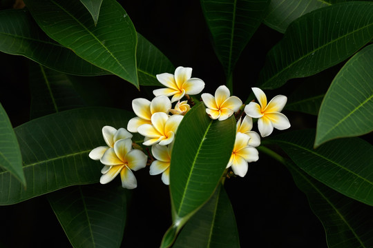 鸡蛋花