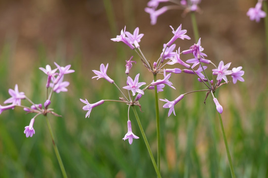 野生韭菜花