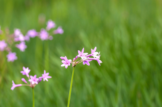 野生韭菜花