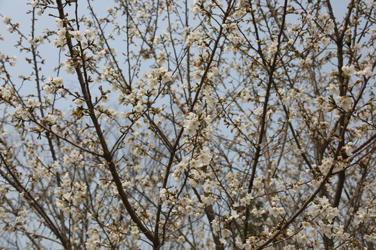 红白樱花