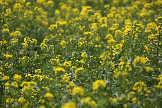 油菜花