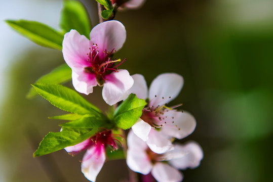 桃花