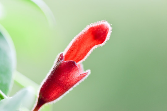 微距红花