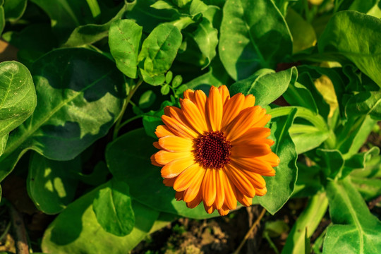 一朵野菊花