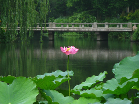 池塘荷花