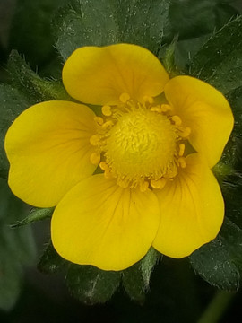 黄花野草莓花