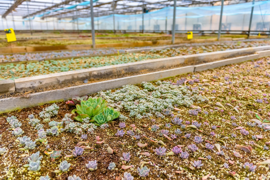 恒温大棚 多肉植物养殖大棚