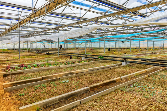 恒温大棚 多肉植物养殖大棚