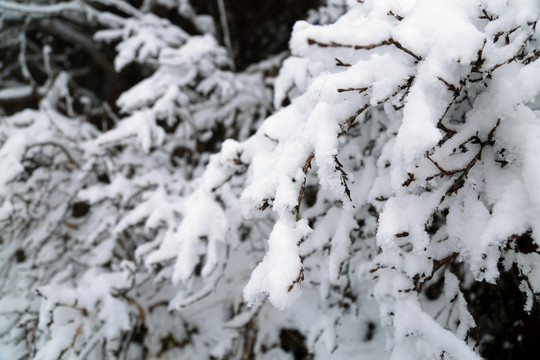 雪在枝头