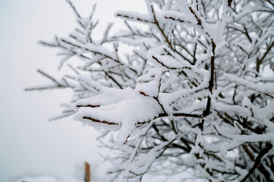 树上的雪