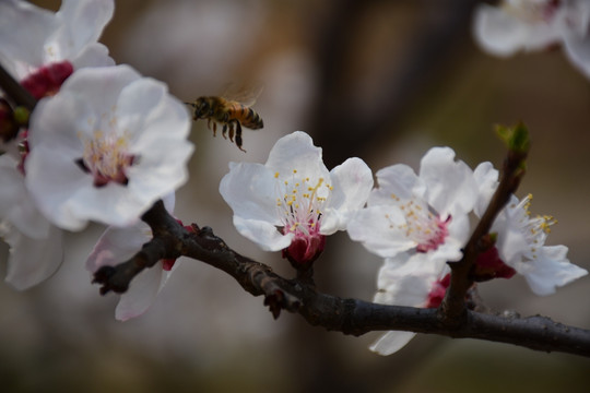 蜜蜂与杏花