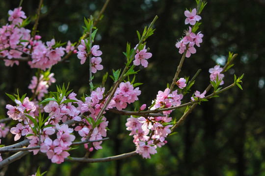 桃花