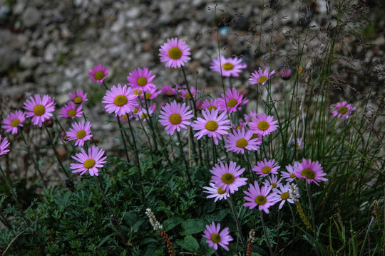 小山菊