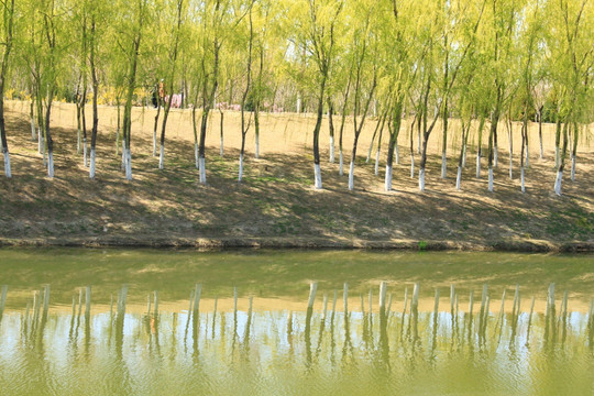 河岸树林