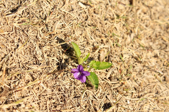 春天田地野花