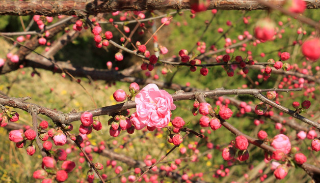 桃花枝