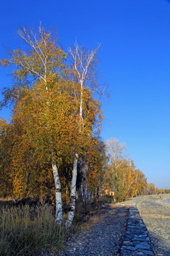 新疆哈巴河白桦林 高格