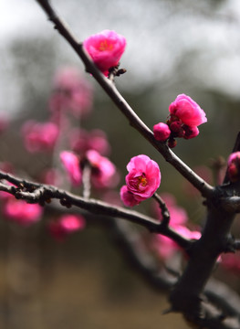 俏丽梅花