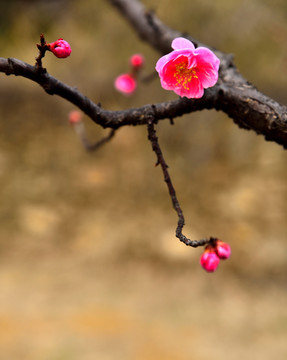 俏丽梅花