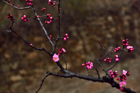 梅花初放