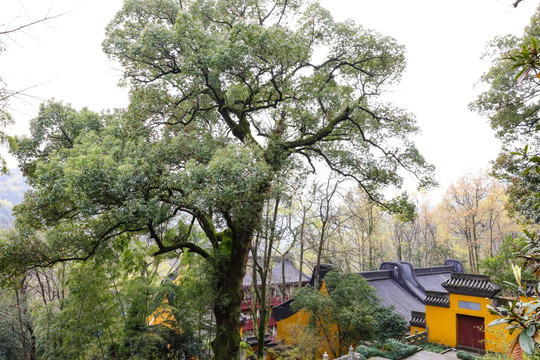 杭州灵隐寺 云林寺