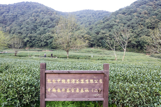 梅家坞龙井茶 龙井茶生产基地