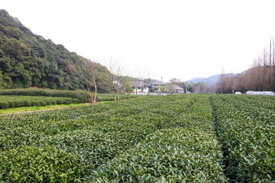 梅家坞龙井茶 十里梅坞 龙井茶