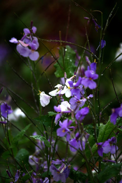 蝴蝶兰 植物