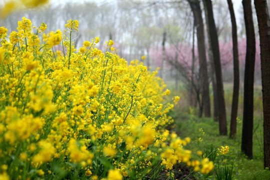 油菜花 田野