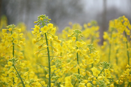 油菜花