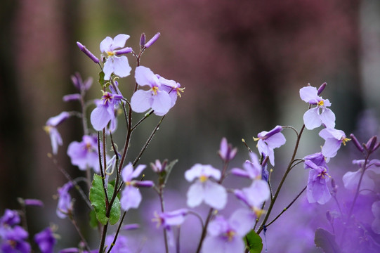 蝴蝶兰 紫色花