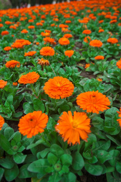 花卉